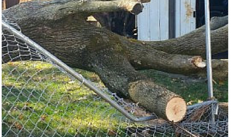A Tree Fell at Our Rental House: Here’s What We Did