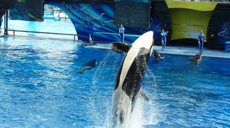 Southern California CityPASS - photo of killer whale jumping