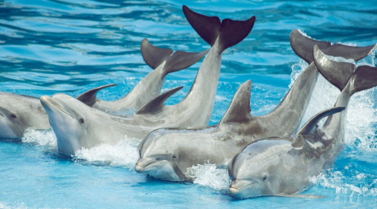 Photo of dolphin show