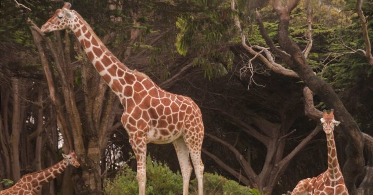 San Francisco CityPASS Review - picture of giraffes at San Francisco Zoo