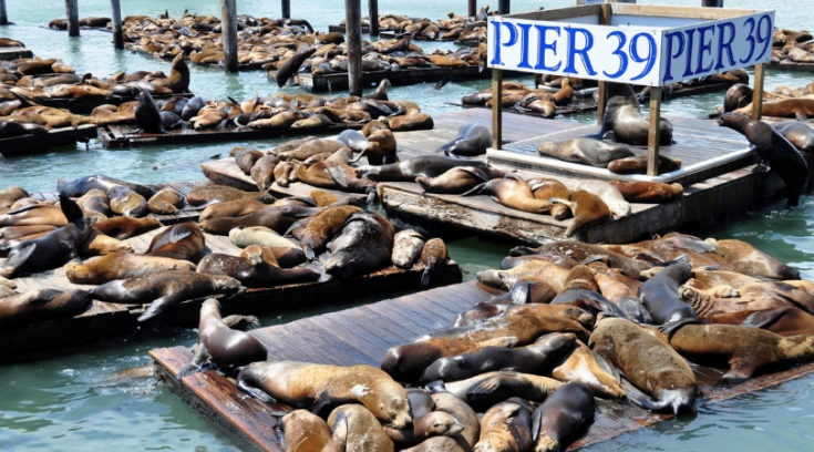 SanFran CityPASS Review - picture of Pier 39 with seals