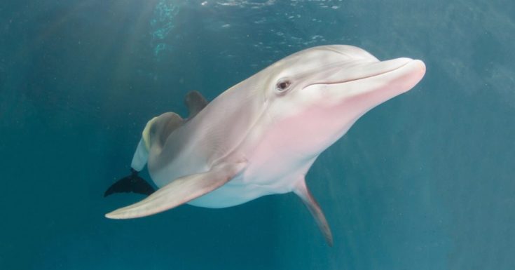 Tampa Bay CityPASS Review - picture of Winter the Dolphin