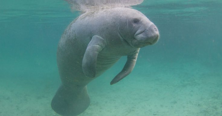 Tampa Bay CityPASS Review - picture of Florida manatee