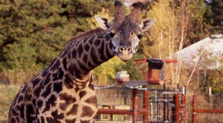 Giraffe at Franklin Park Zoo